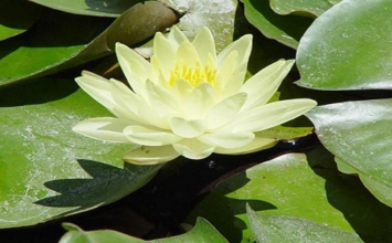 Cuộc đời là mâu thuẫn